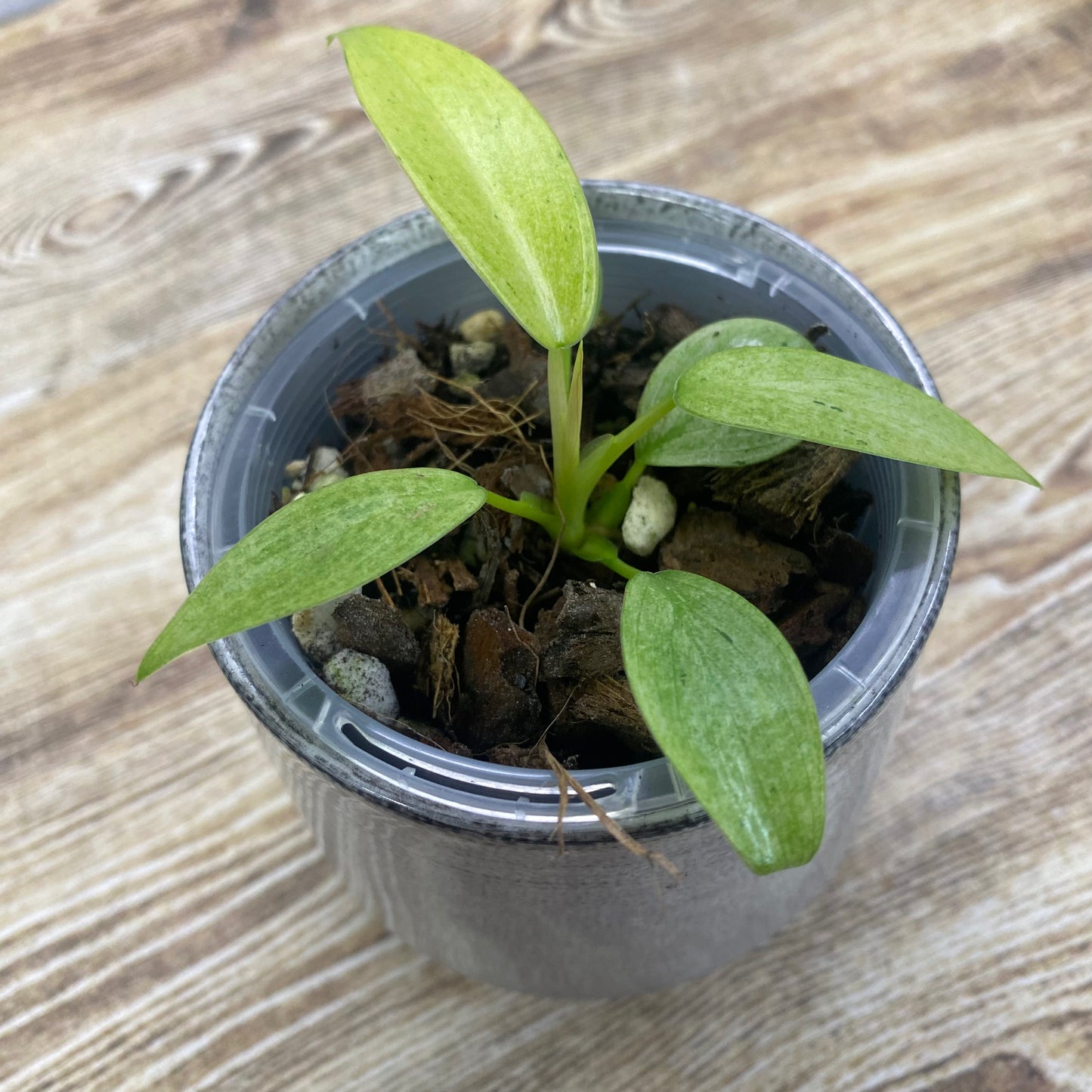 Philodendron Whipple Way