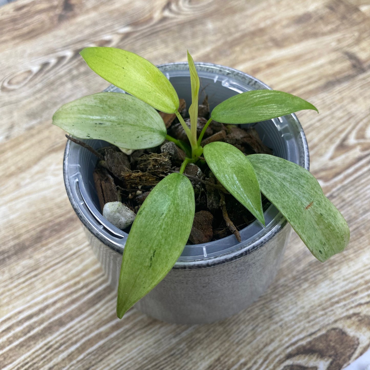 Philodendron Whipple Way