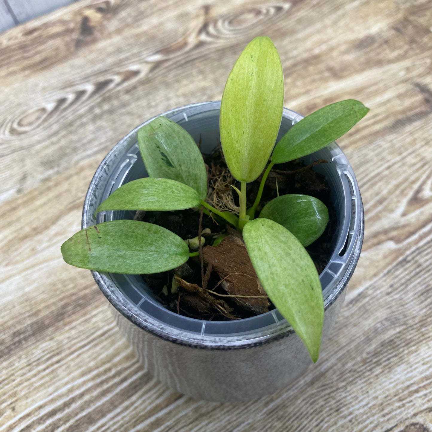 Philodendron Whipple Way