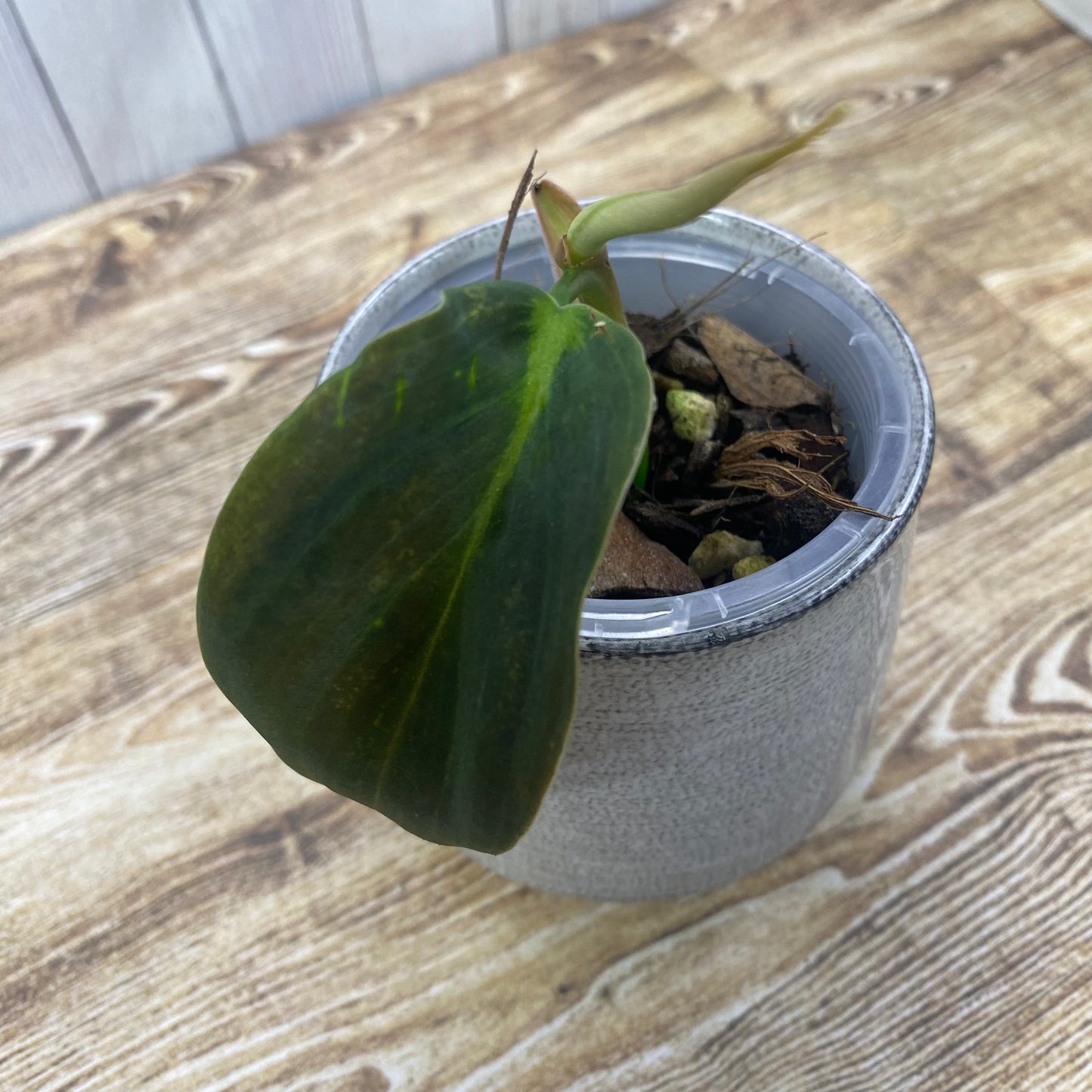 Philodendron Gigas