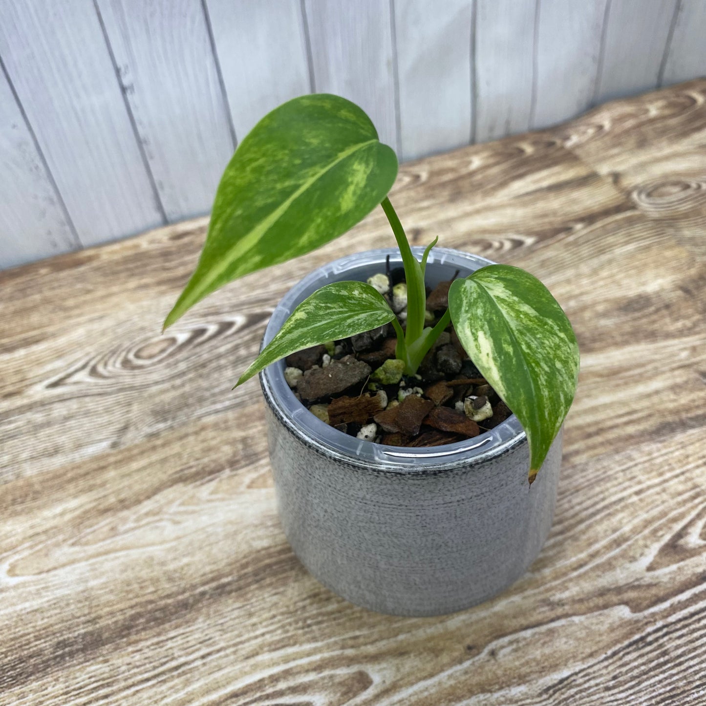 Monstera Deliciosa Electrolyte