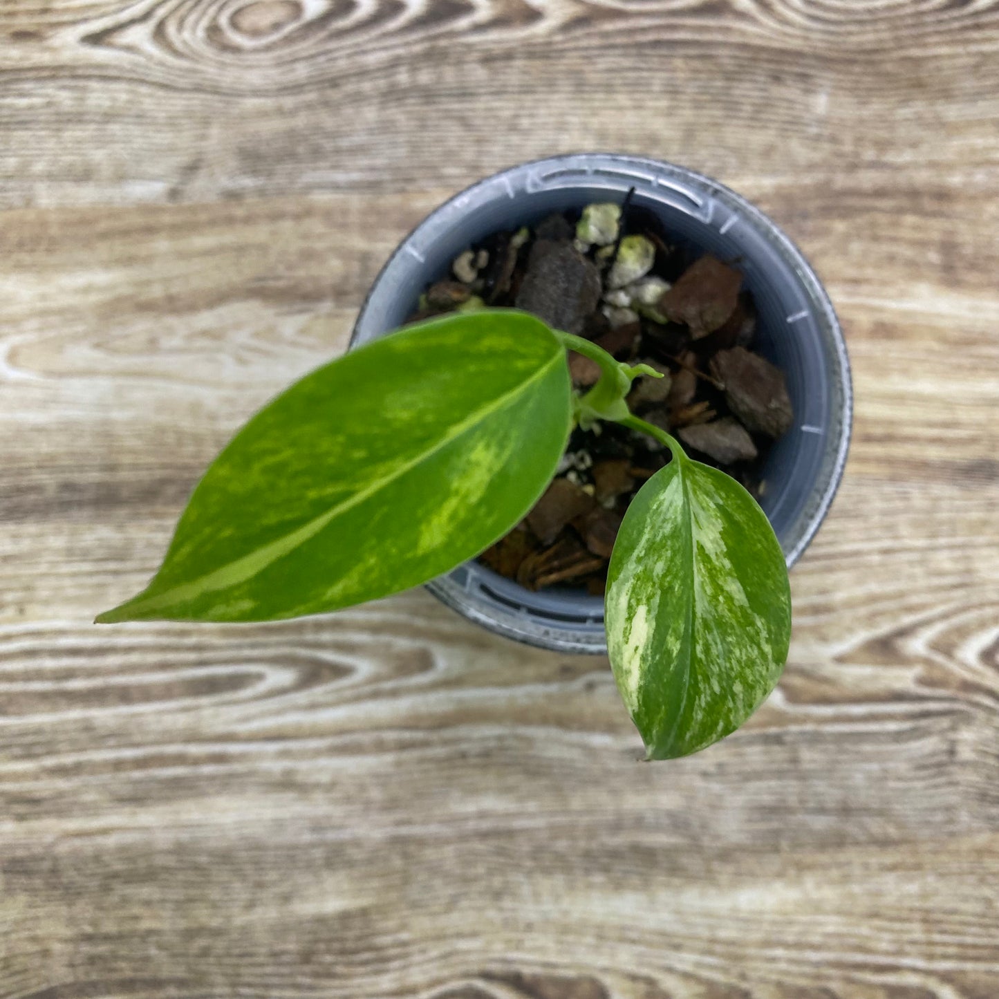 Monstera Deliciosa Electrolyte