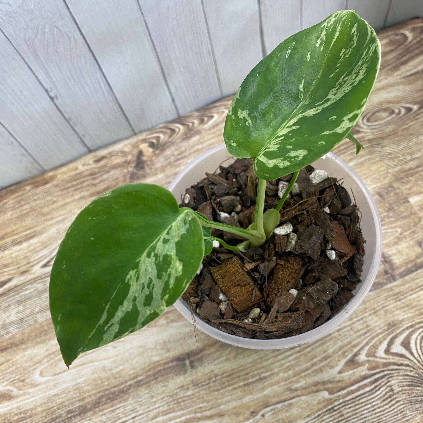 Monstera Deliciosa Vietciosa