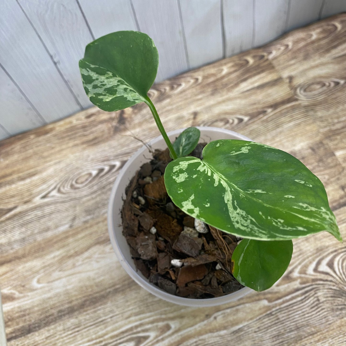 Monstera Deliciosa Vietciosa