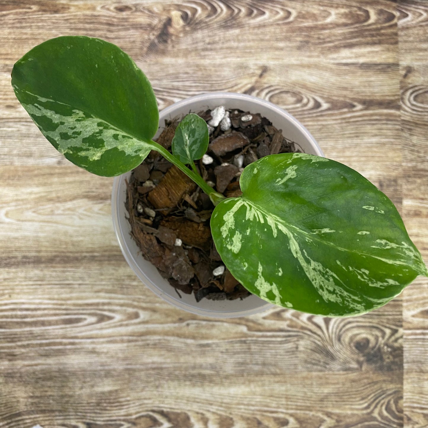 Monstera Deliciosa Vietciosa
