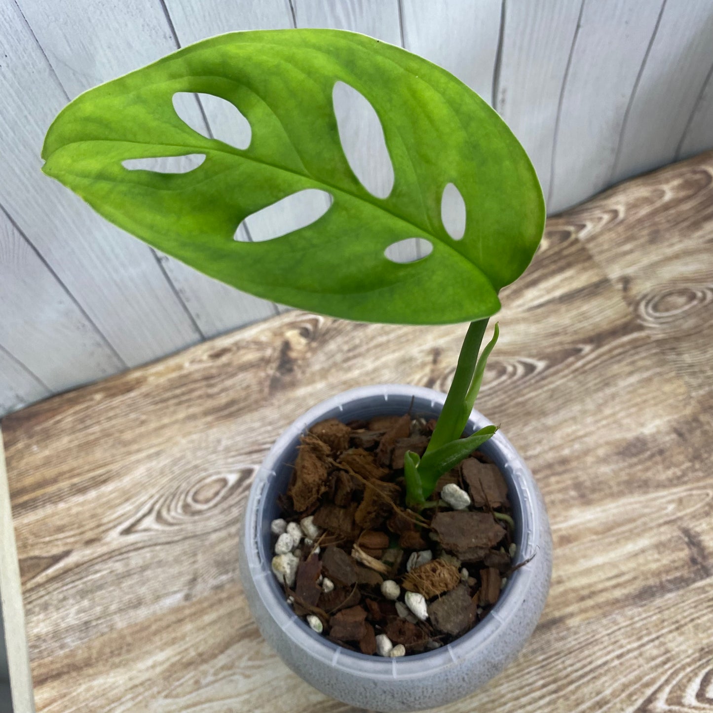 Monstera Esqueleto