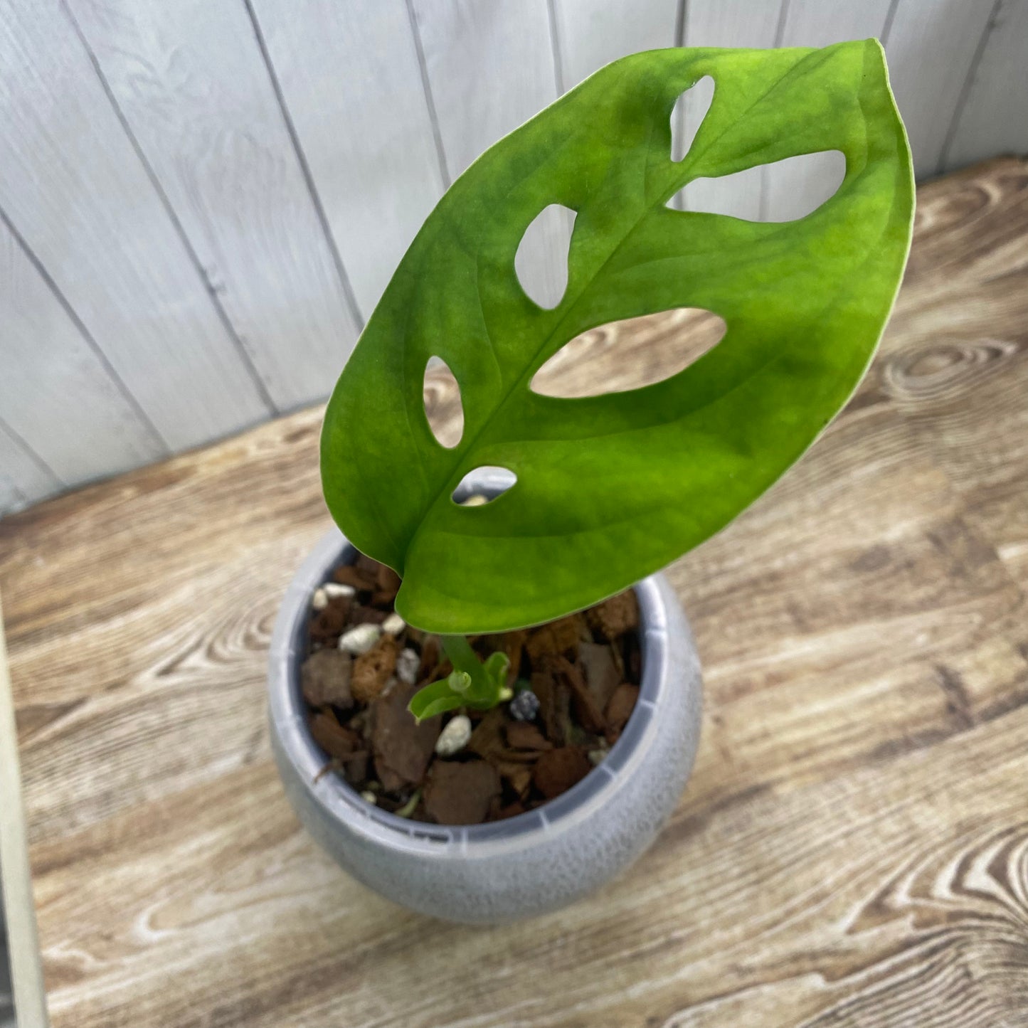 Monstera Esqueleto