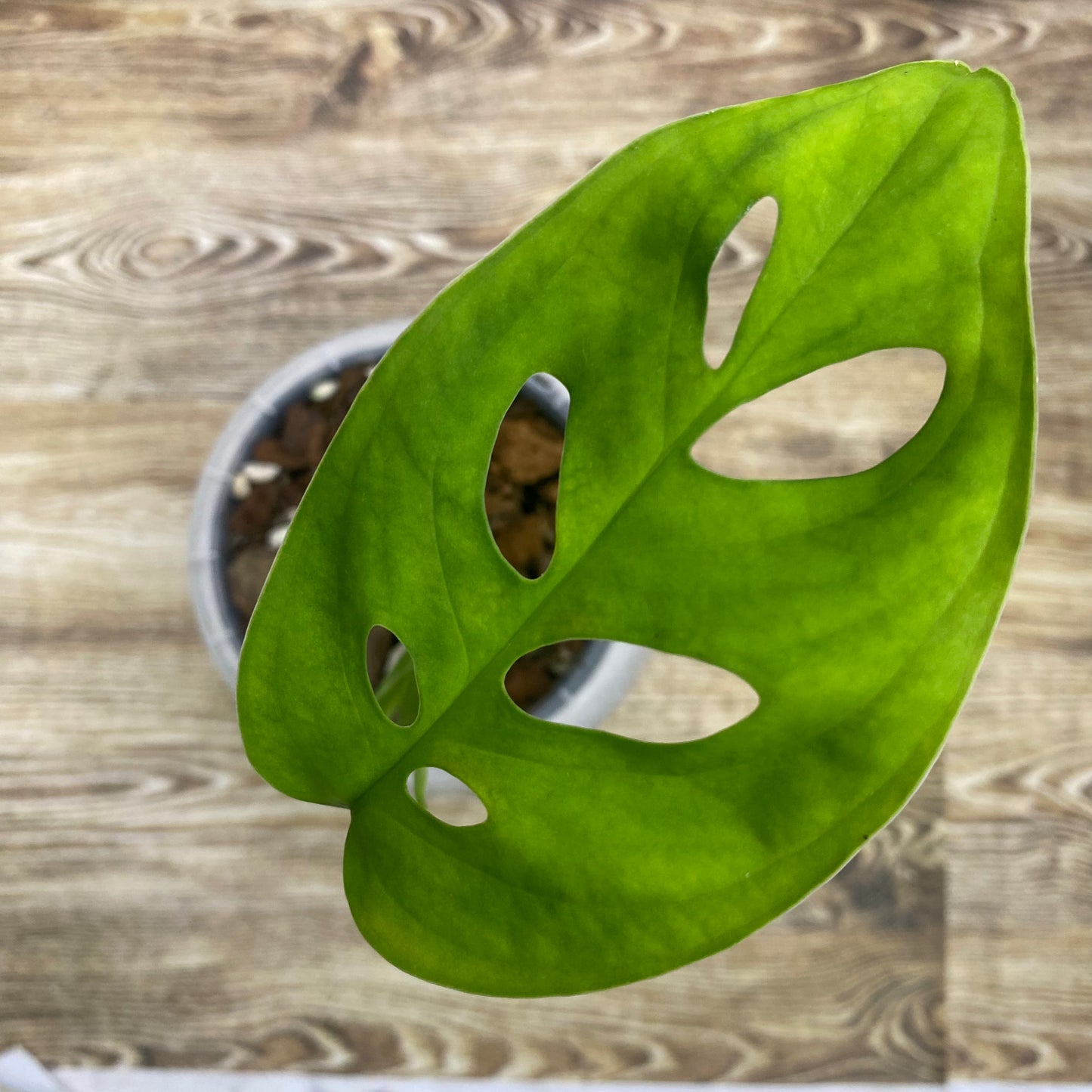 Monstera Esqueleto