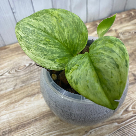 Scindapsus Moonlight Marble Variegated