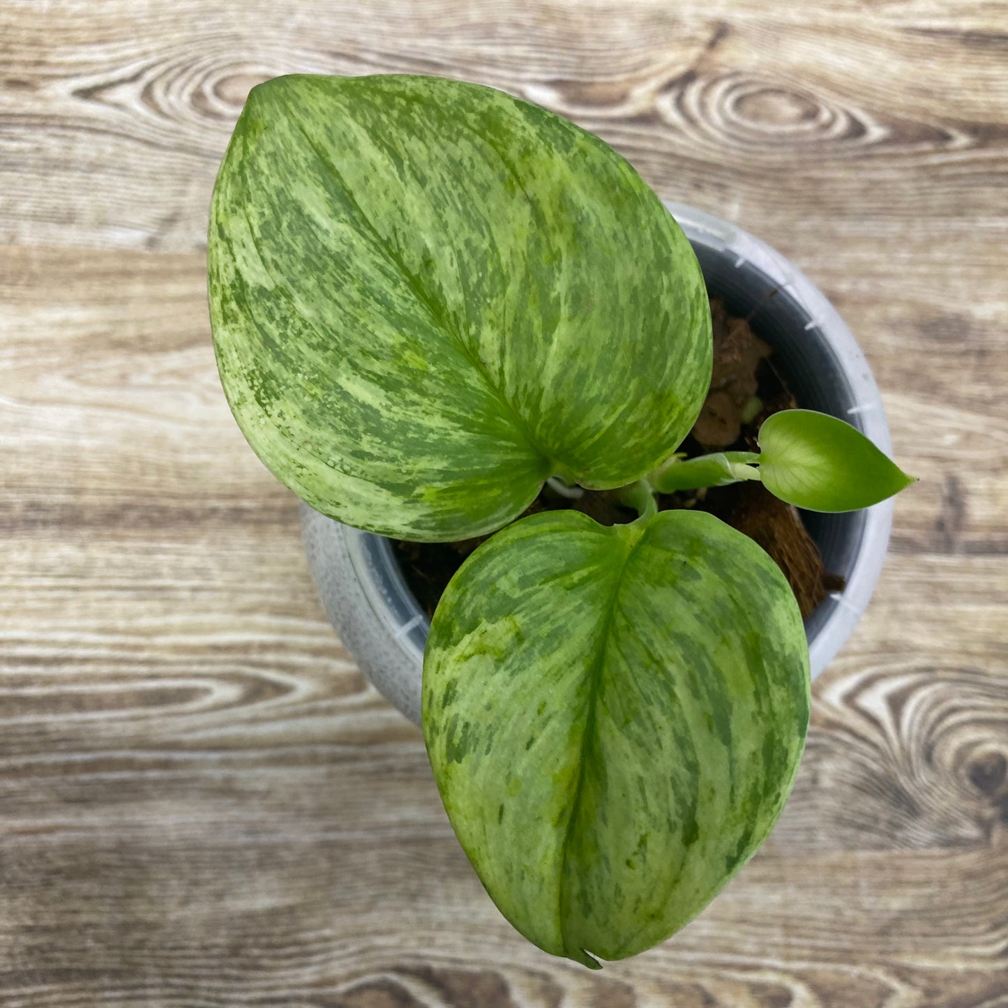 Scindapsus Moonlight Marble Variegated