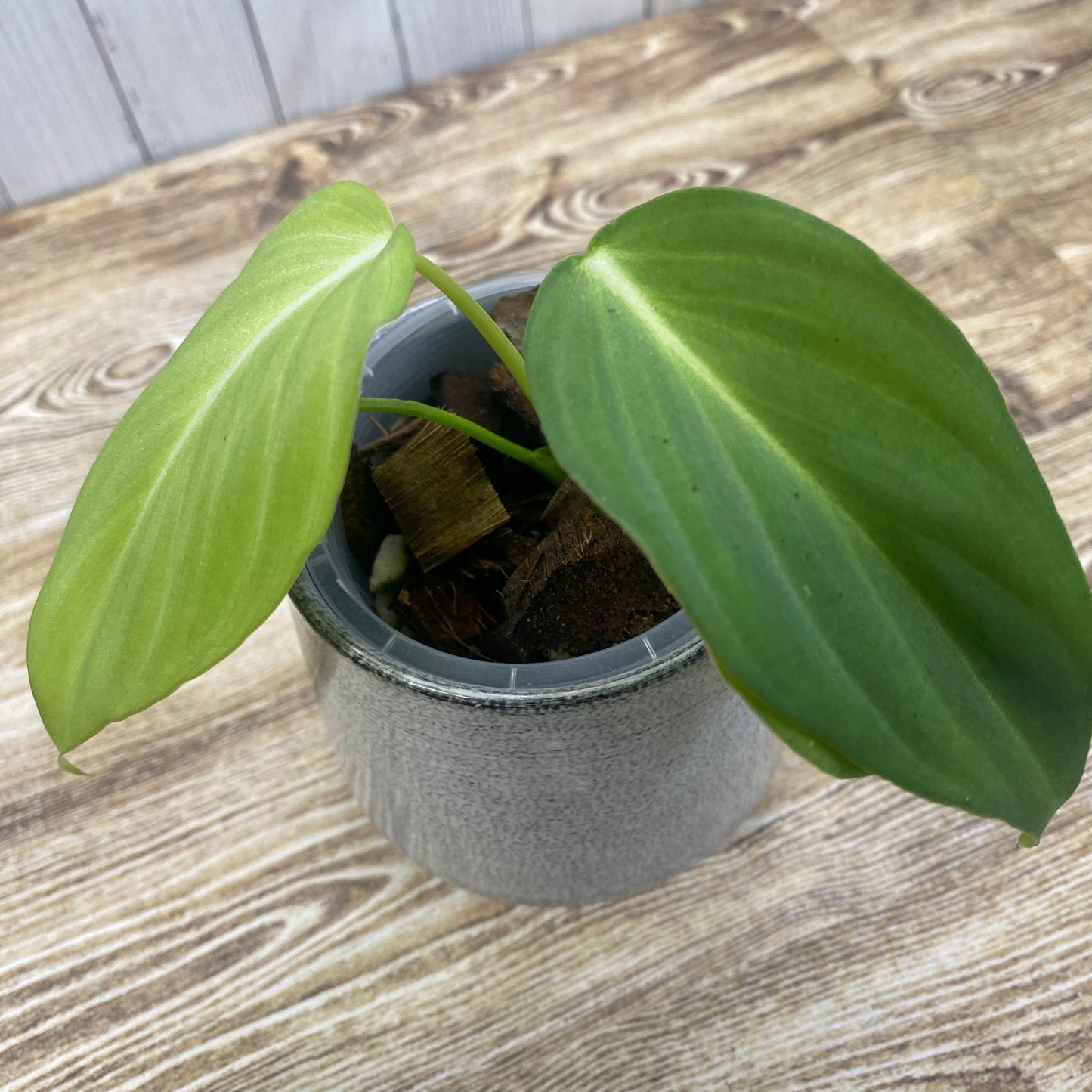 Philodendron Gloriosum White Vein  "Zebra"