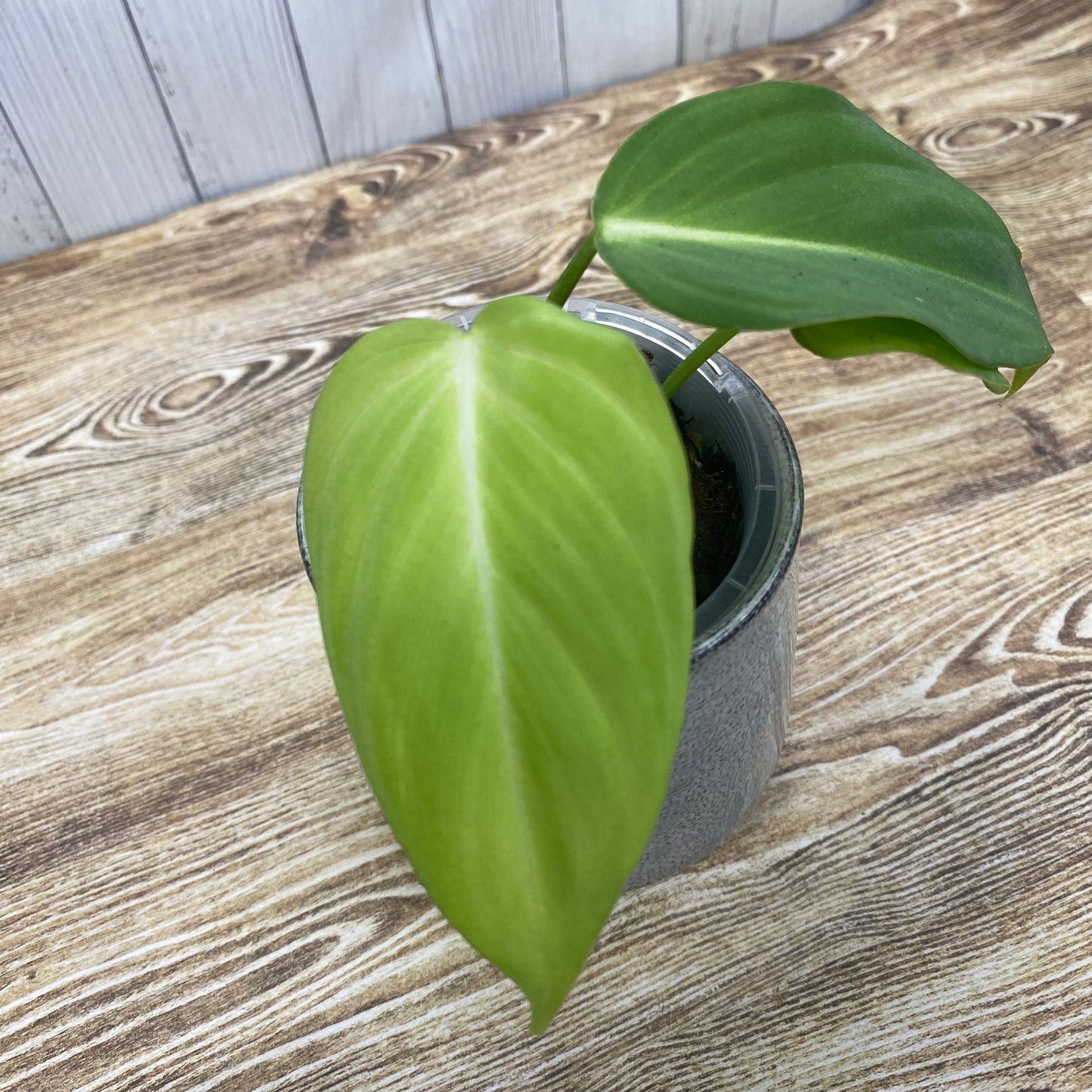 Philodendron Gloriosum White Vein  "Zebra"