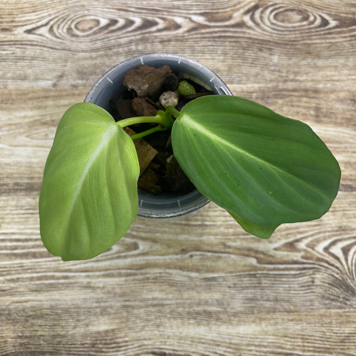 Philodendron Gloriosum White Vein  "Zebra"