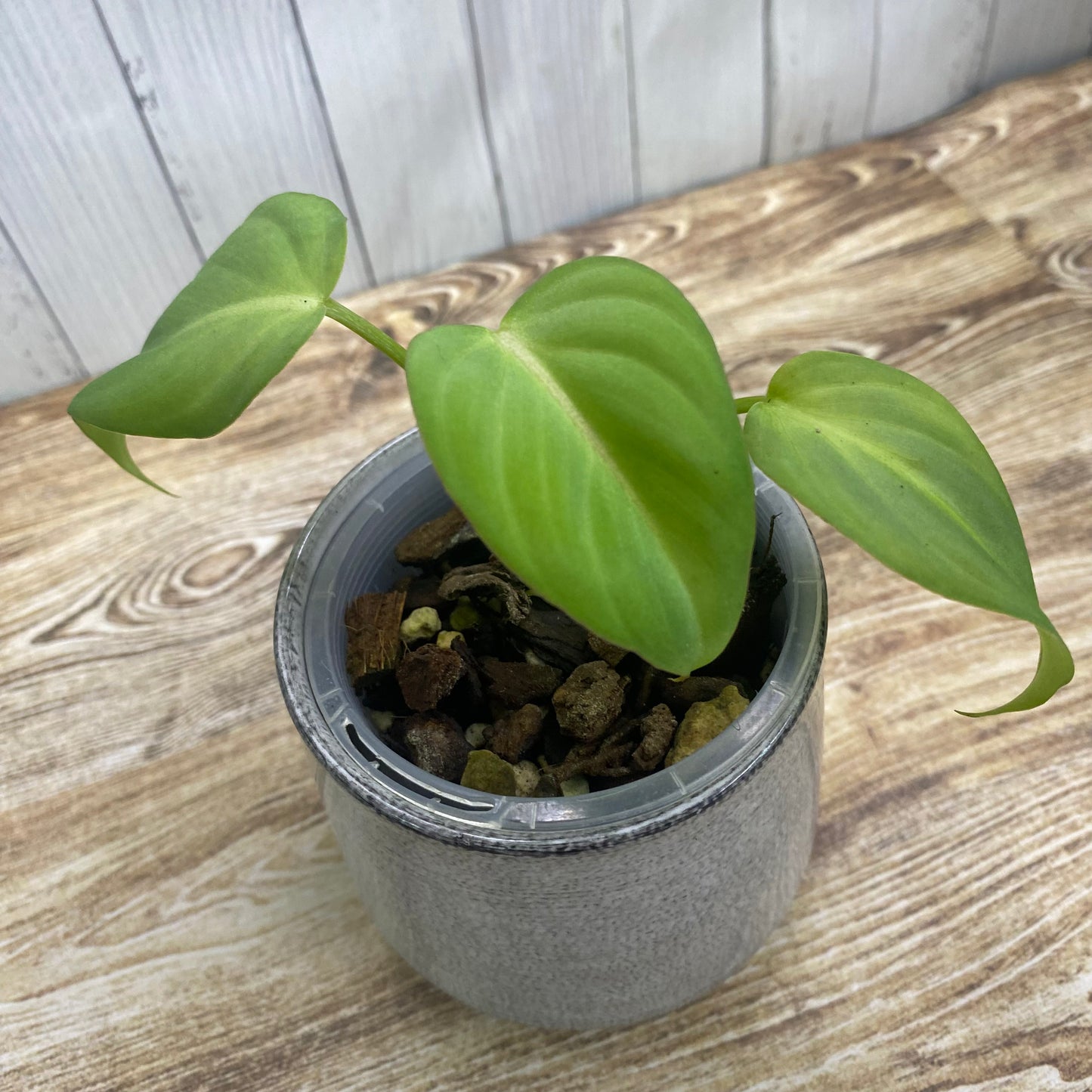 Philodendron Gloriosum