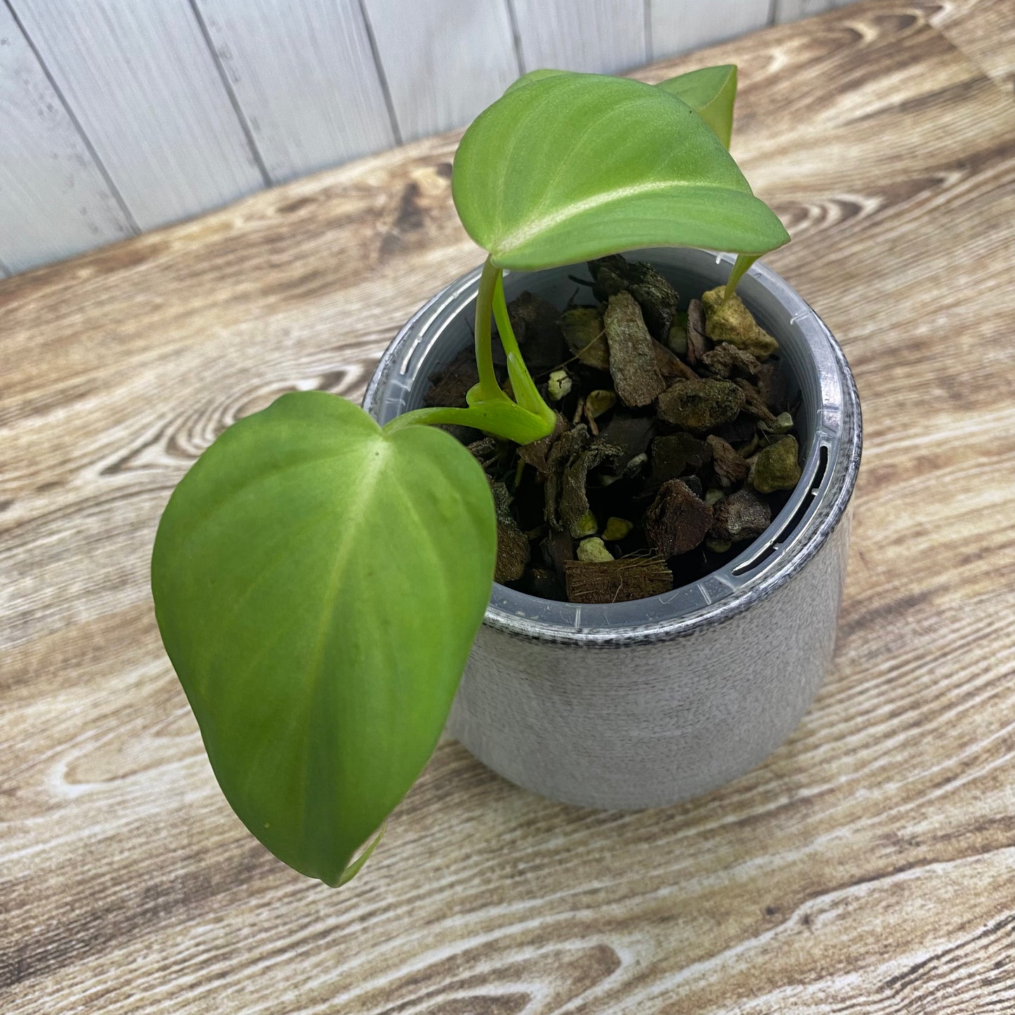 Philodendron Gloriosum