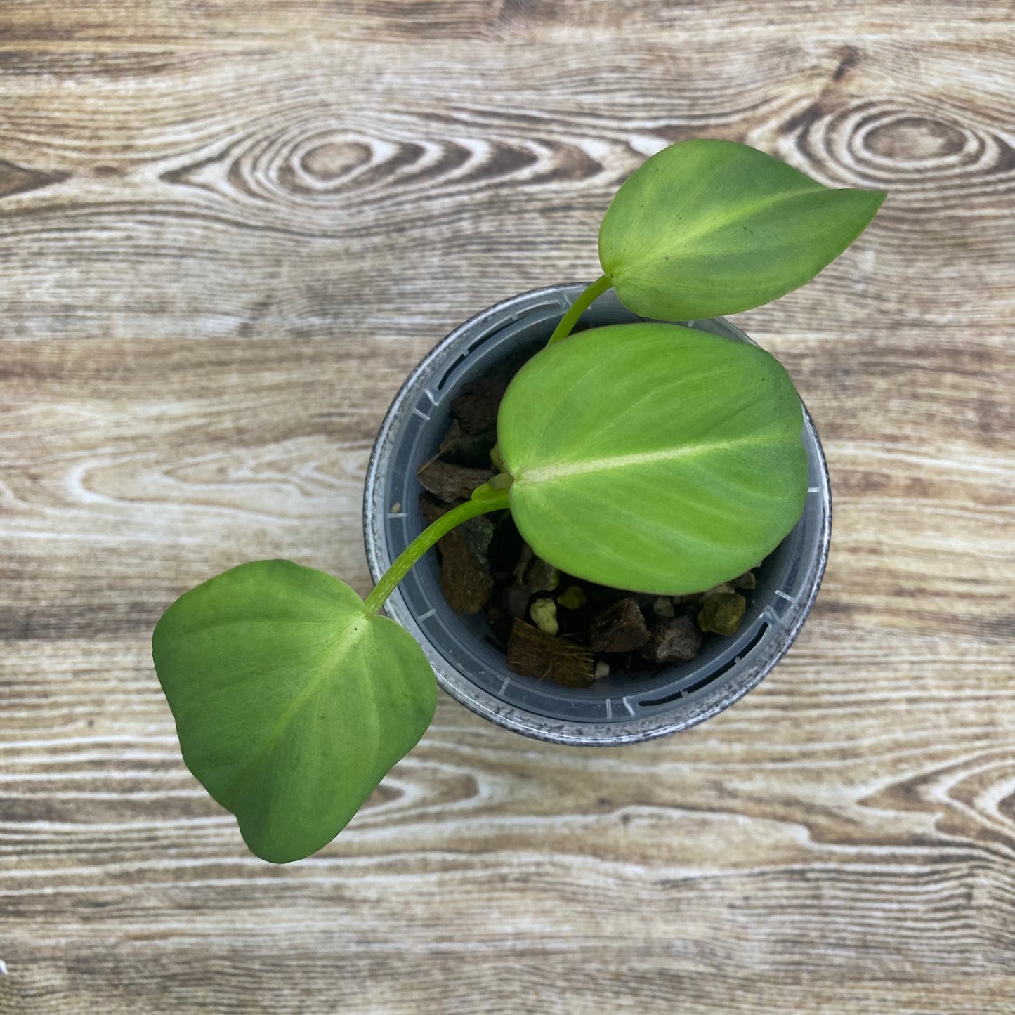 Philodendron Gloriosum