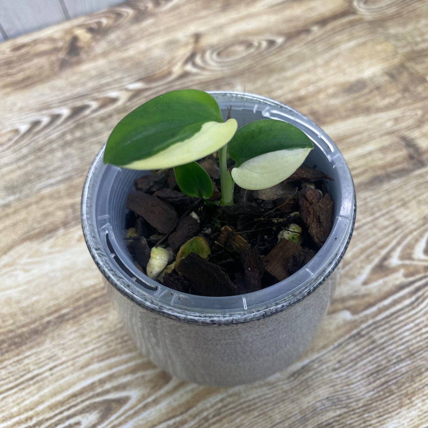 Scindapsus Blue Albo Variegated