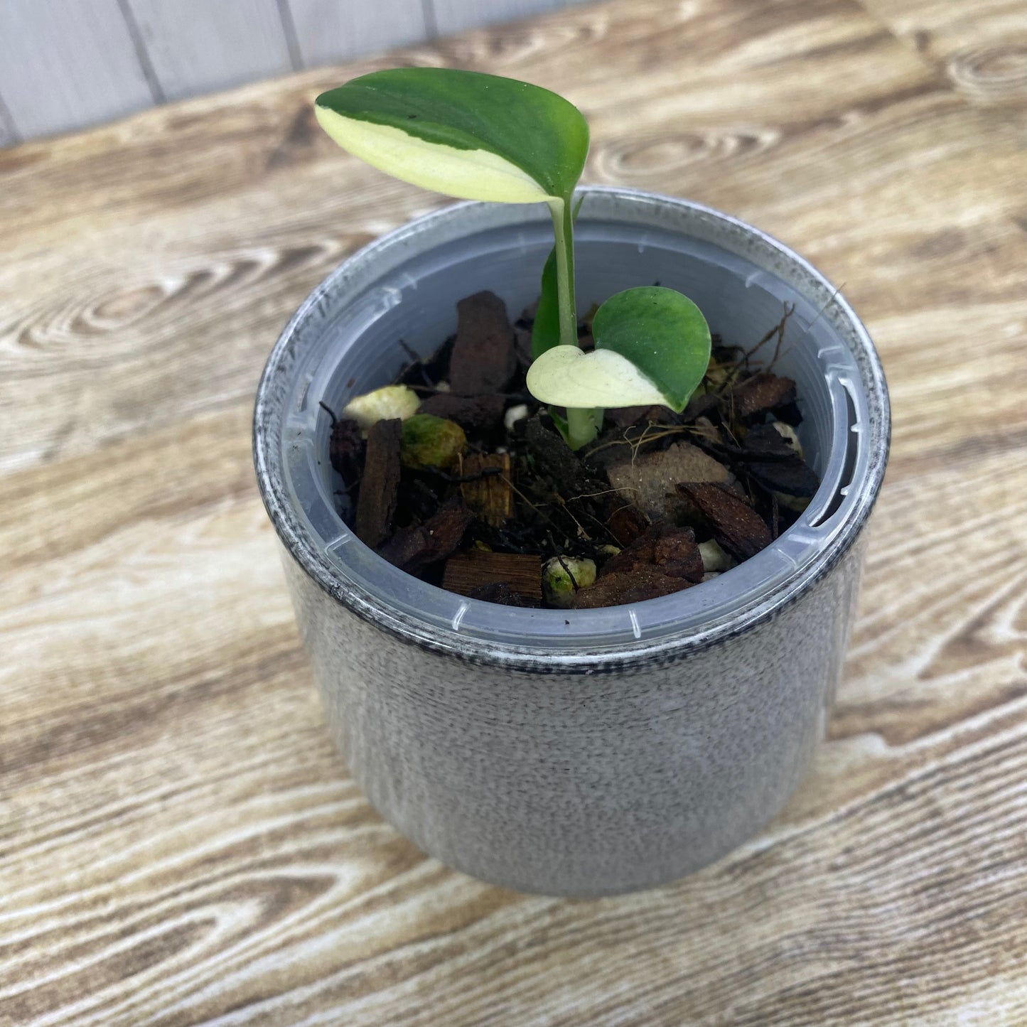 Scindapsus Blue Albo Variegated