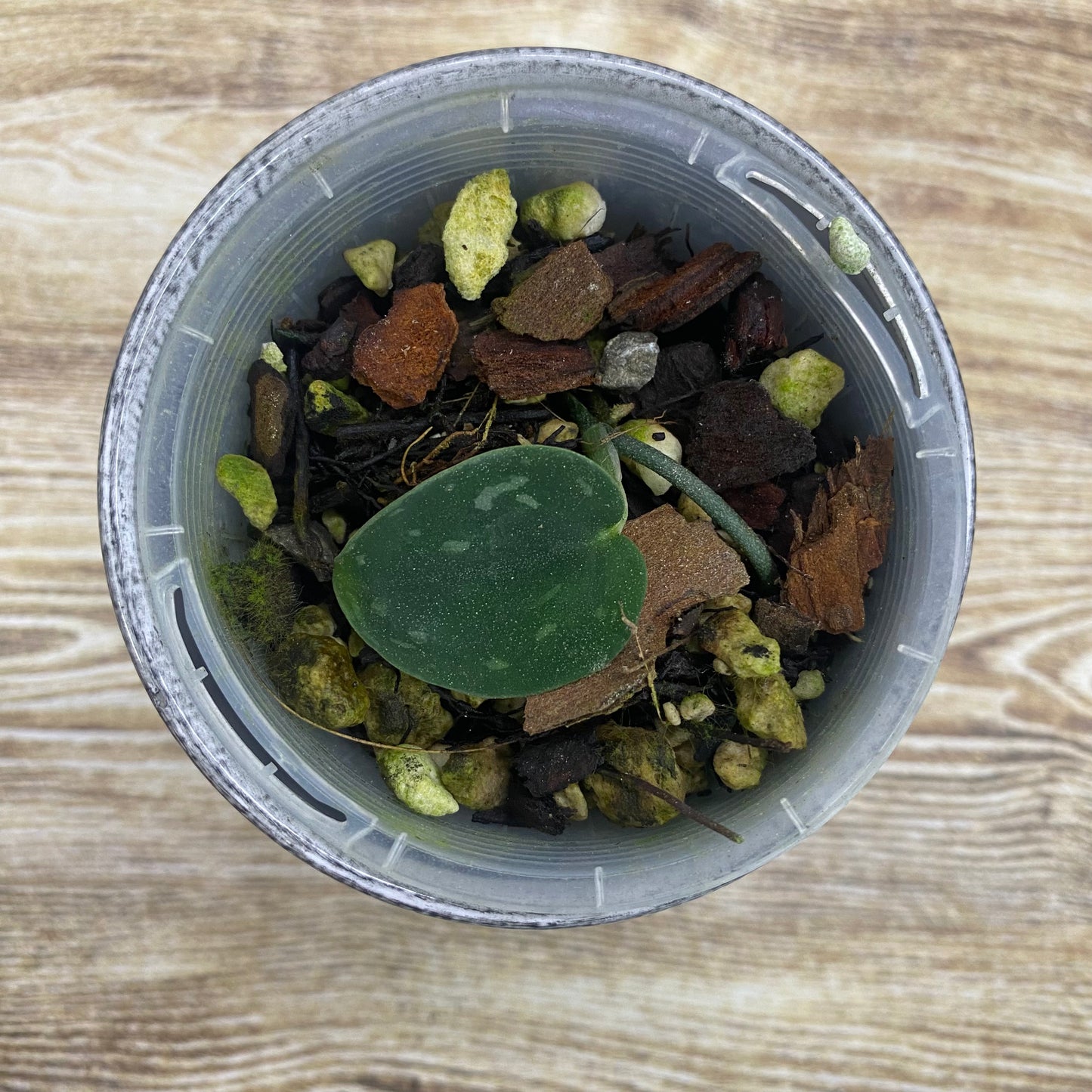 Scindapsus Snakescale