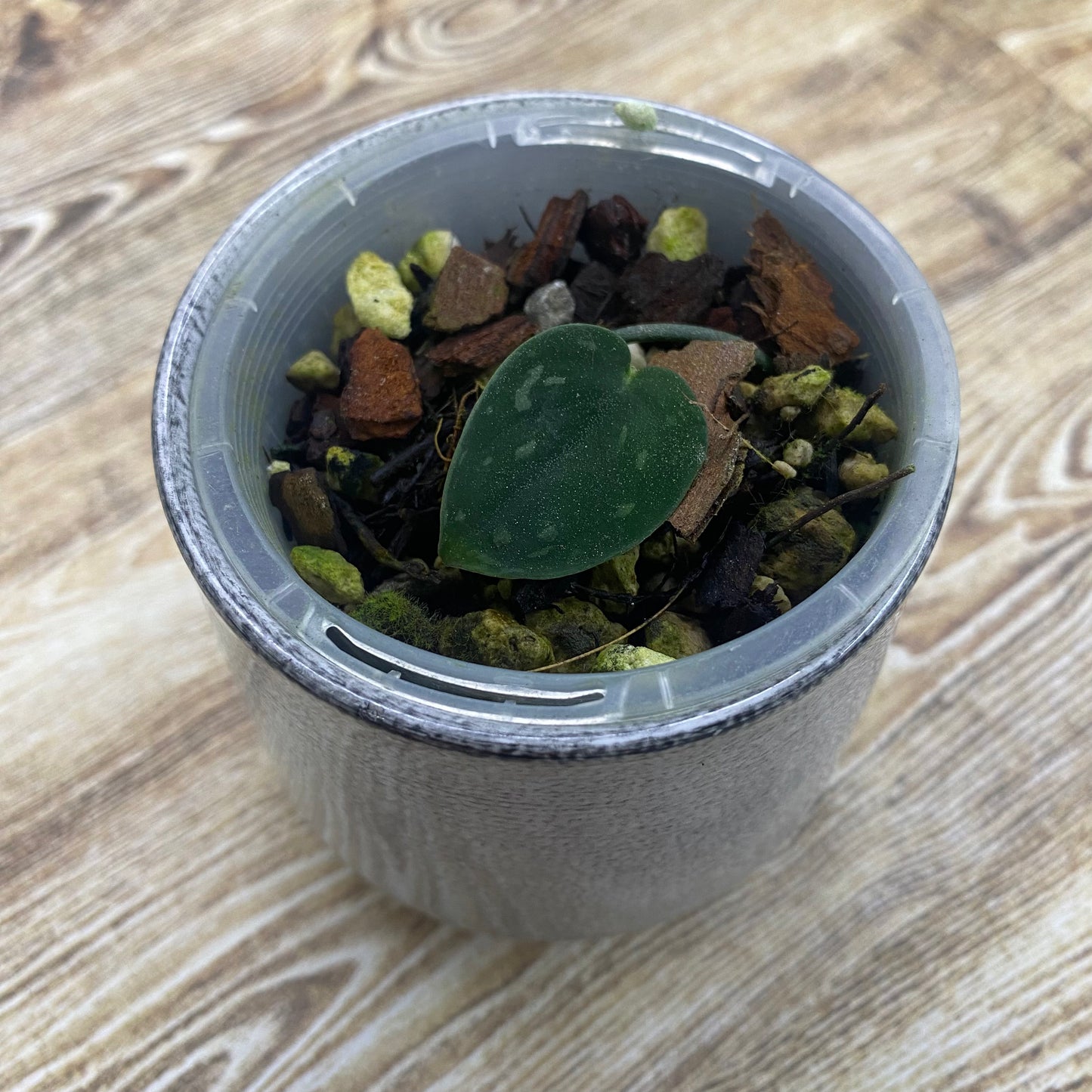Scindapsus Snakescale