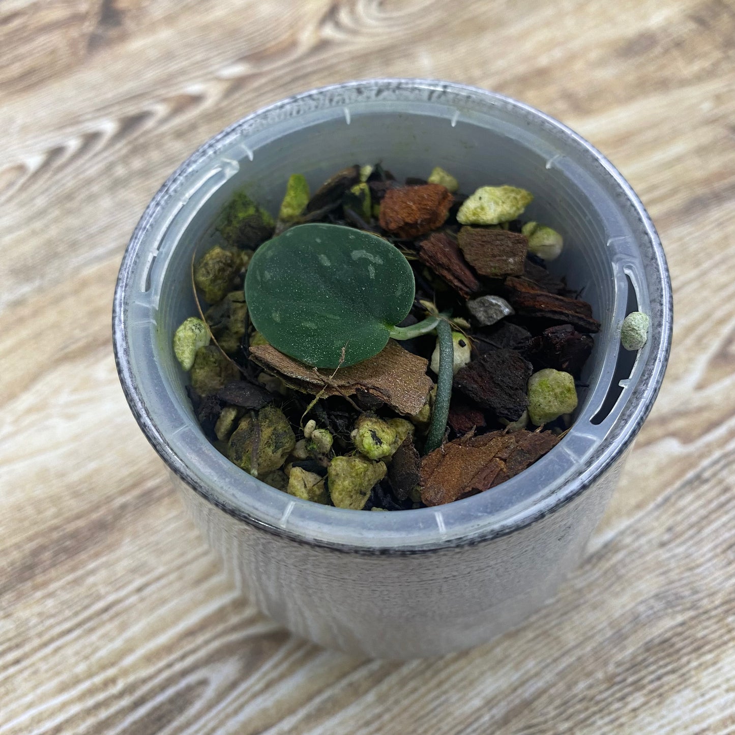 Scindapsus Snakescale