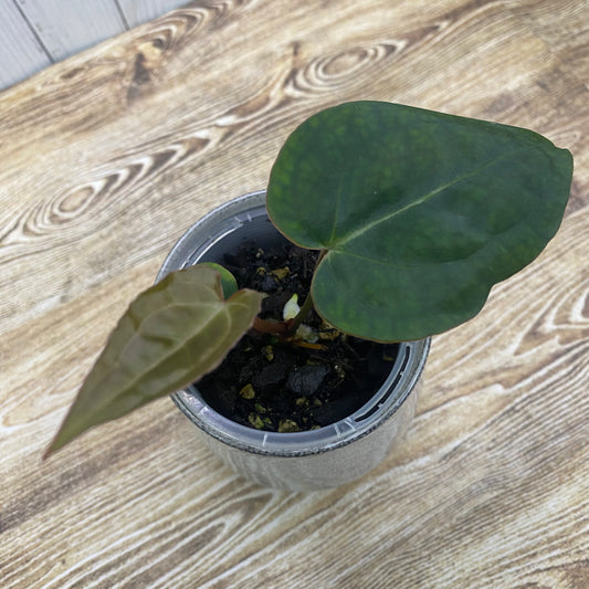 Anthurium Purple Crystallinum (TC)