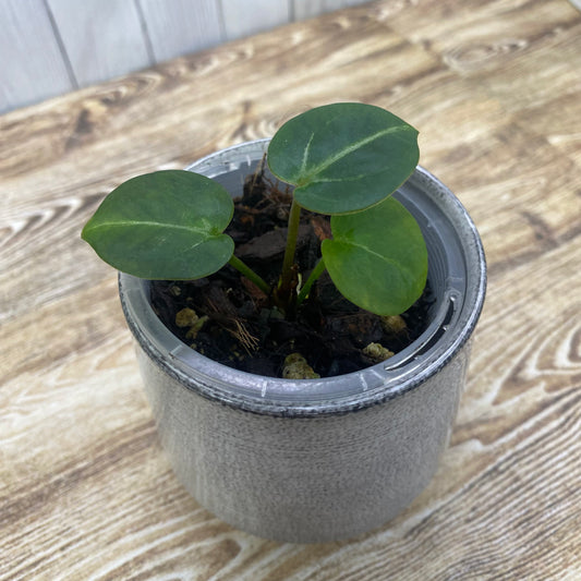 Anthurium Red Crystallinum TC