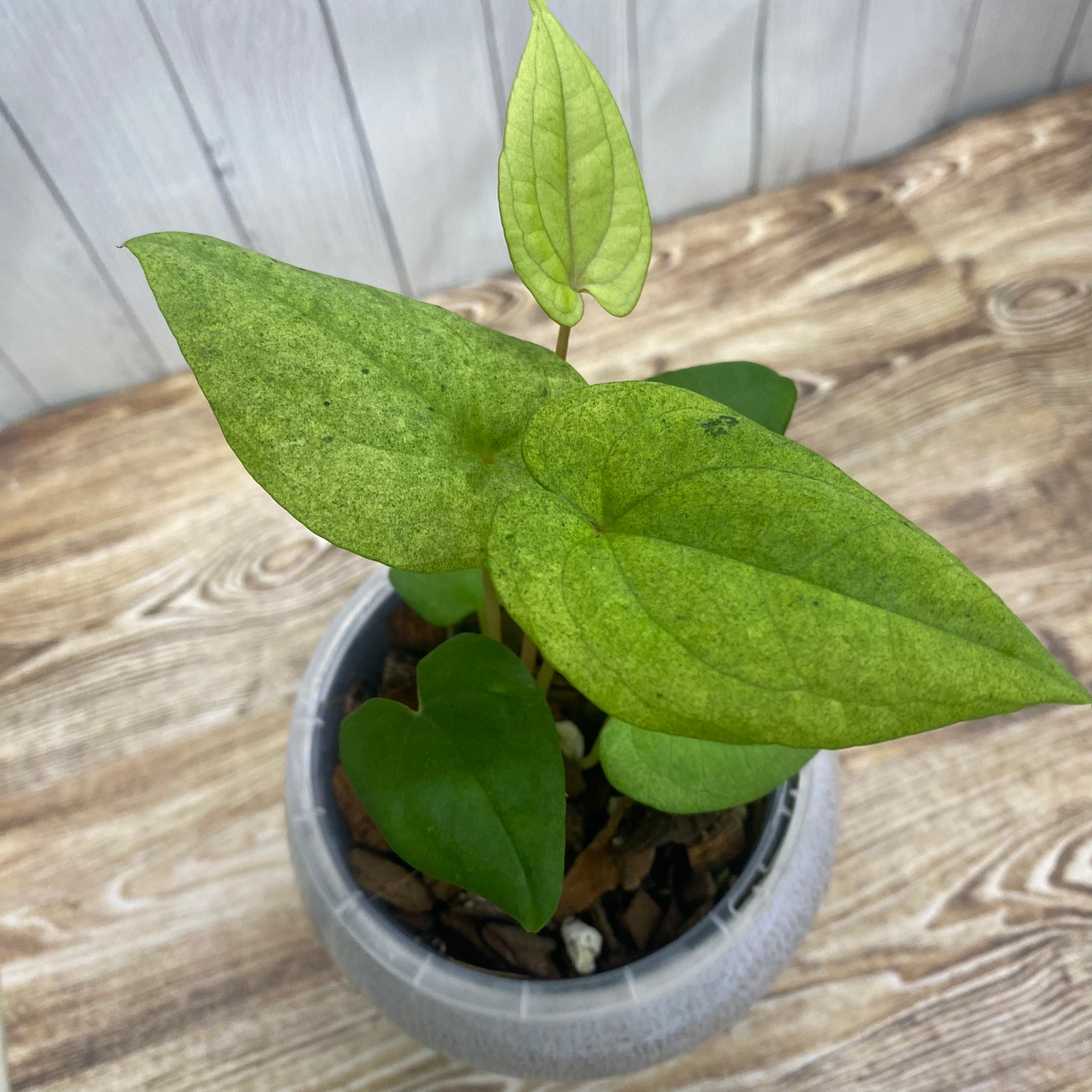 Anthurium Dark Phoenix Mint  Nelson Plant Guy