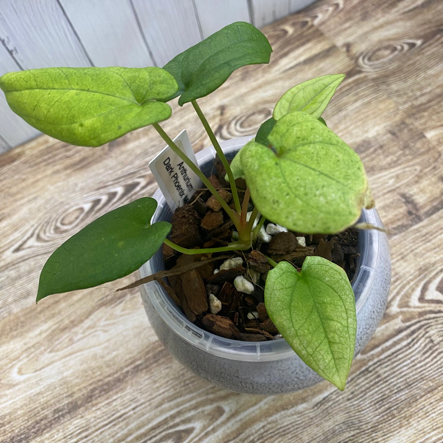 Anthurium Dark Phoenix Mint