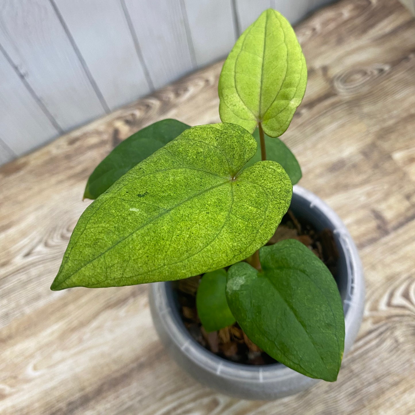 Anthurium Dark Phoenix Mint
