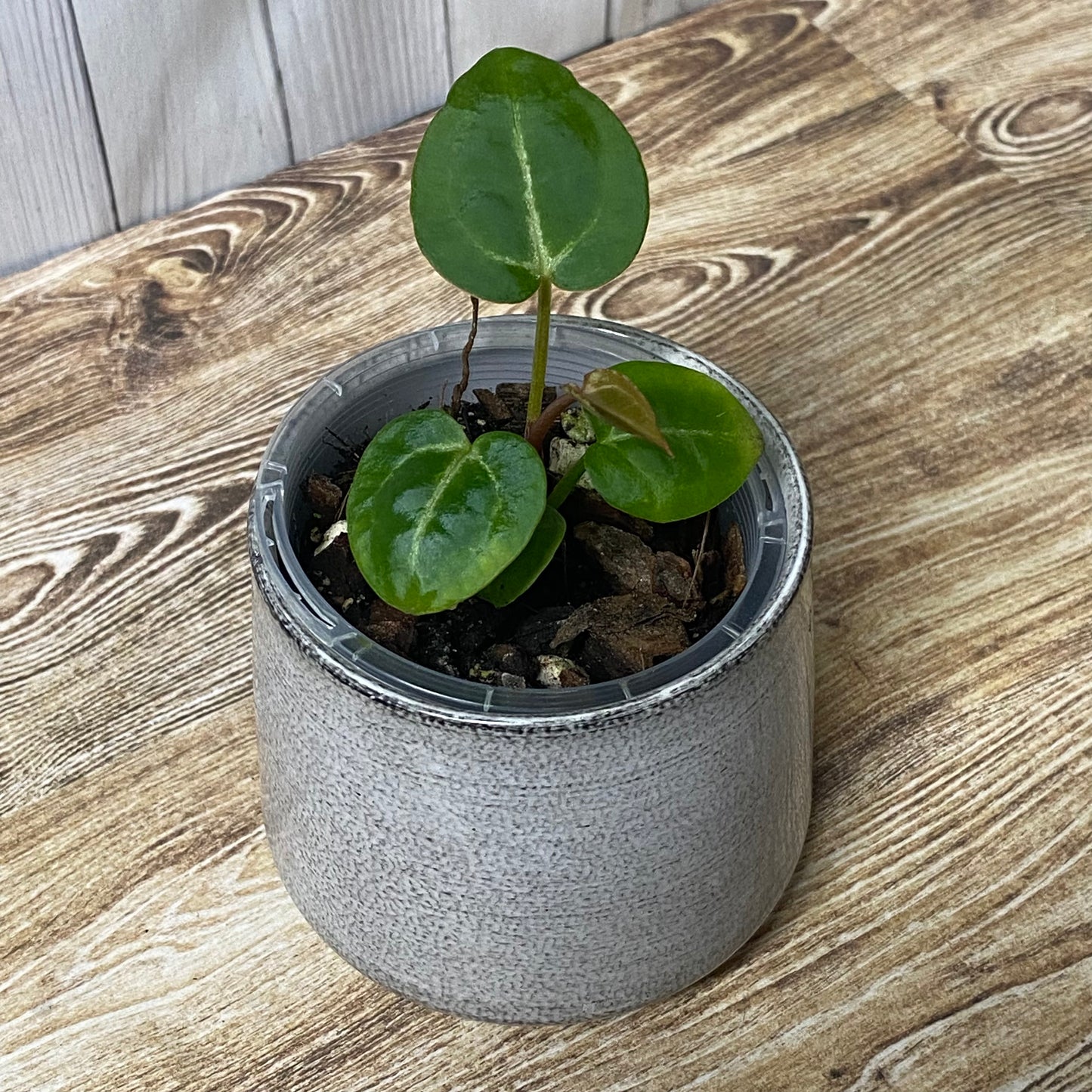 Anthurium Tezula RC × (SKG Silver × RC) - TC