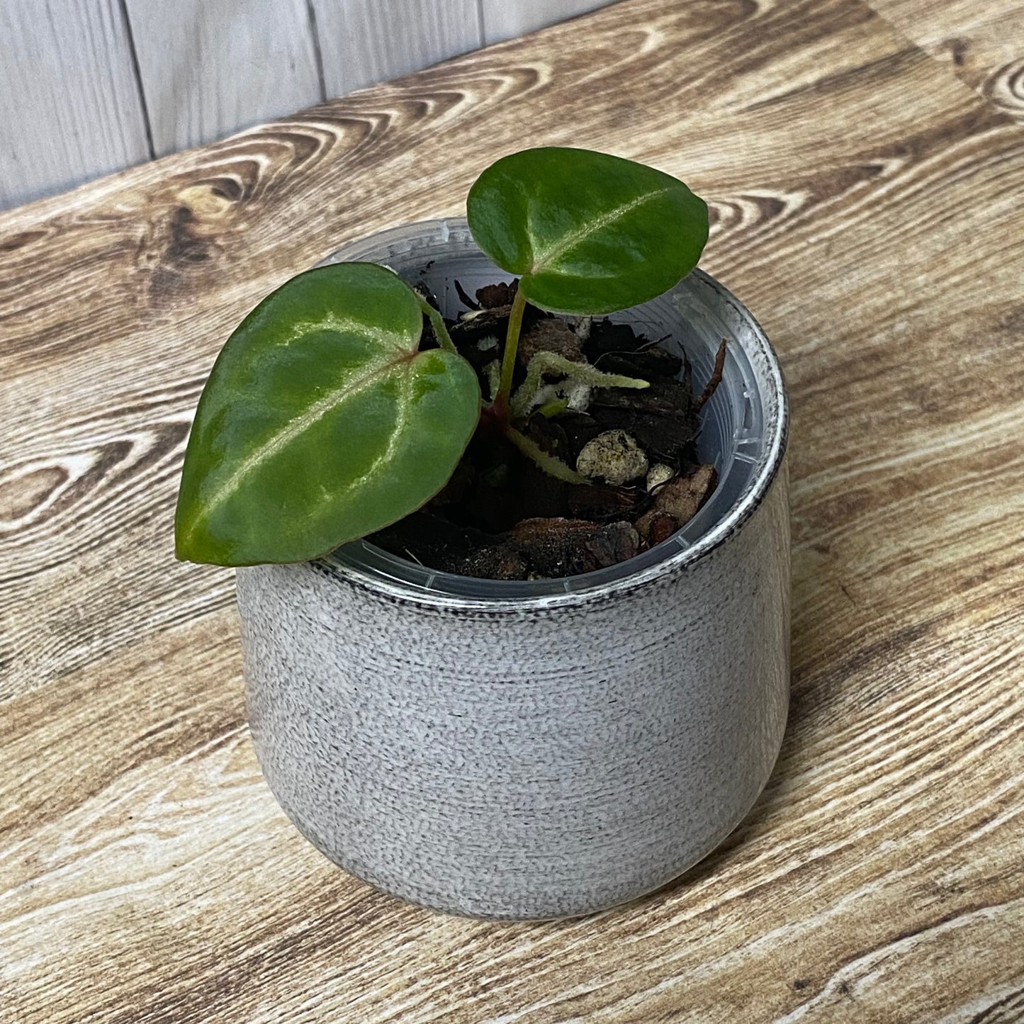 Anthurium Tezula RC × (SKG Silver × RC) - TC