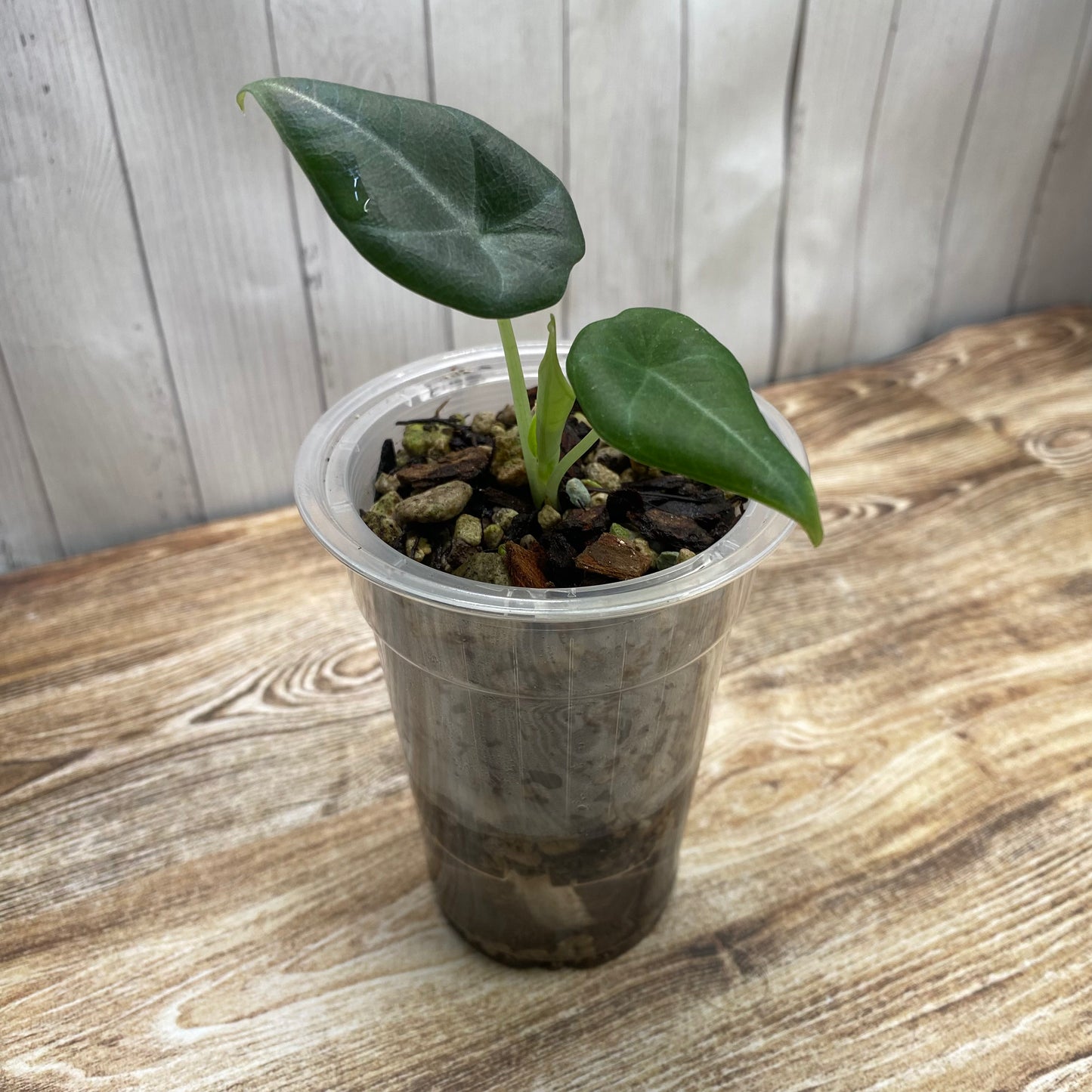 Alocasia Maharani