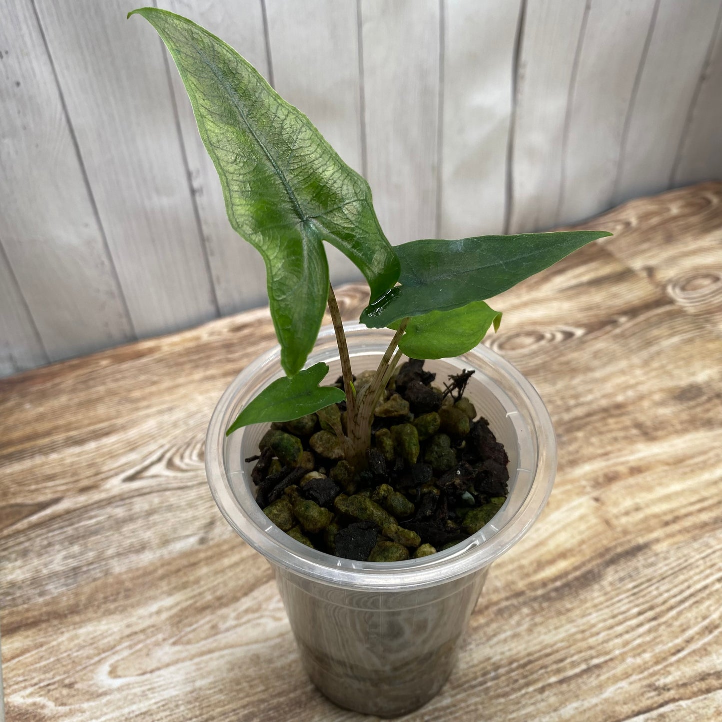 Alocasia Sabrina