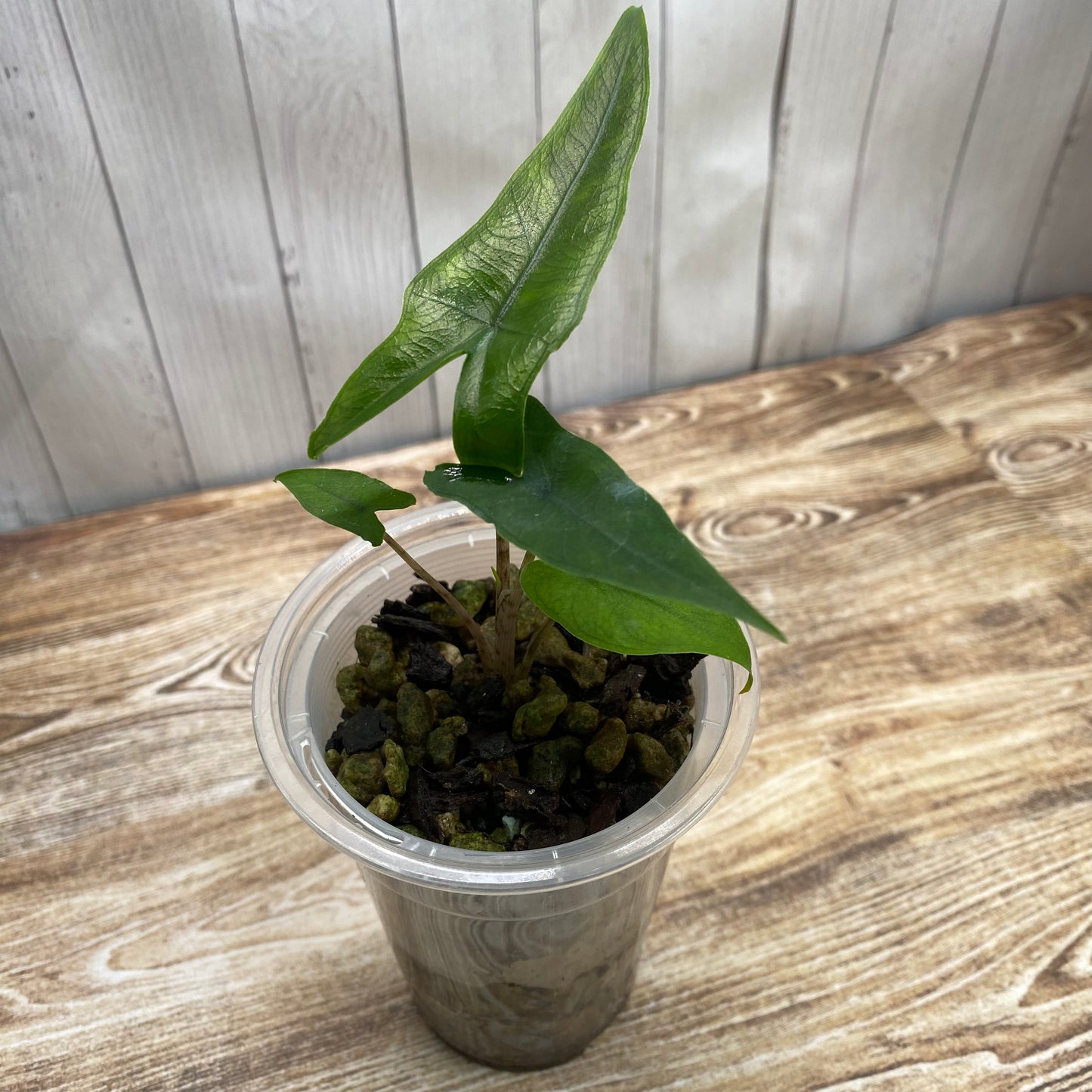 Alocasia Sabrina