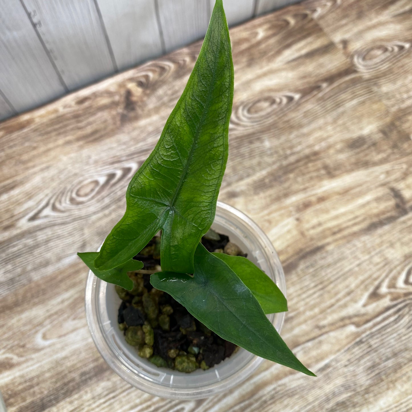 Alocasia Sabrina