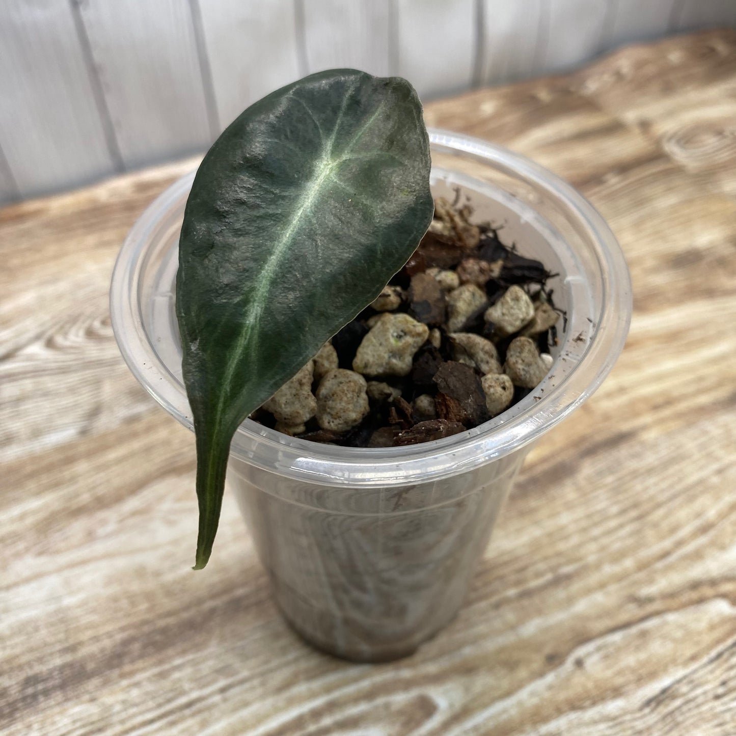 Alocasia Venom
