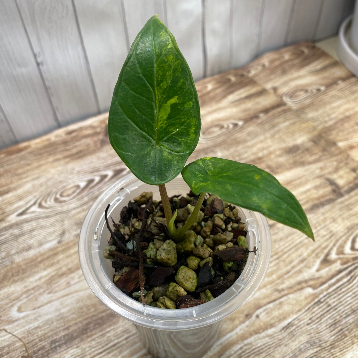 Alocasia Scalprum Aurea Variegated