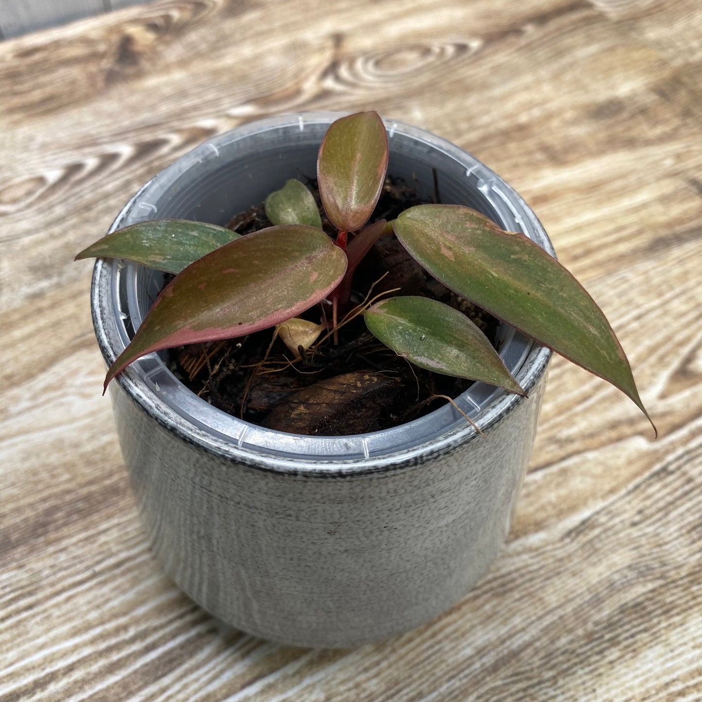 Philodendron Orange Princess