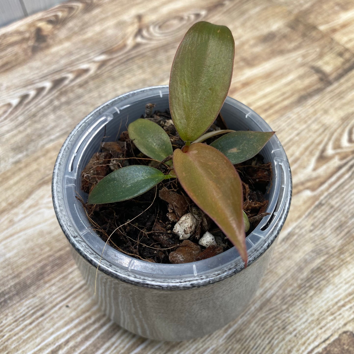 Philodendron Orange Princess