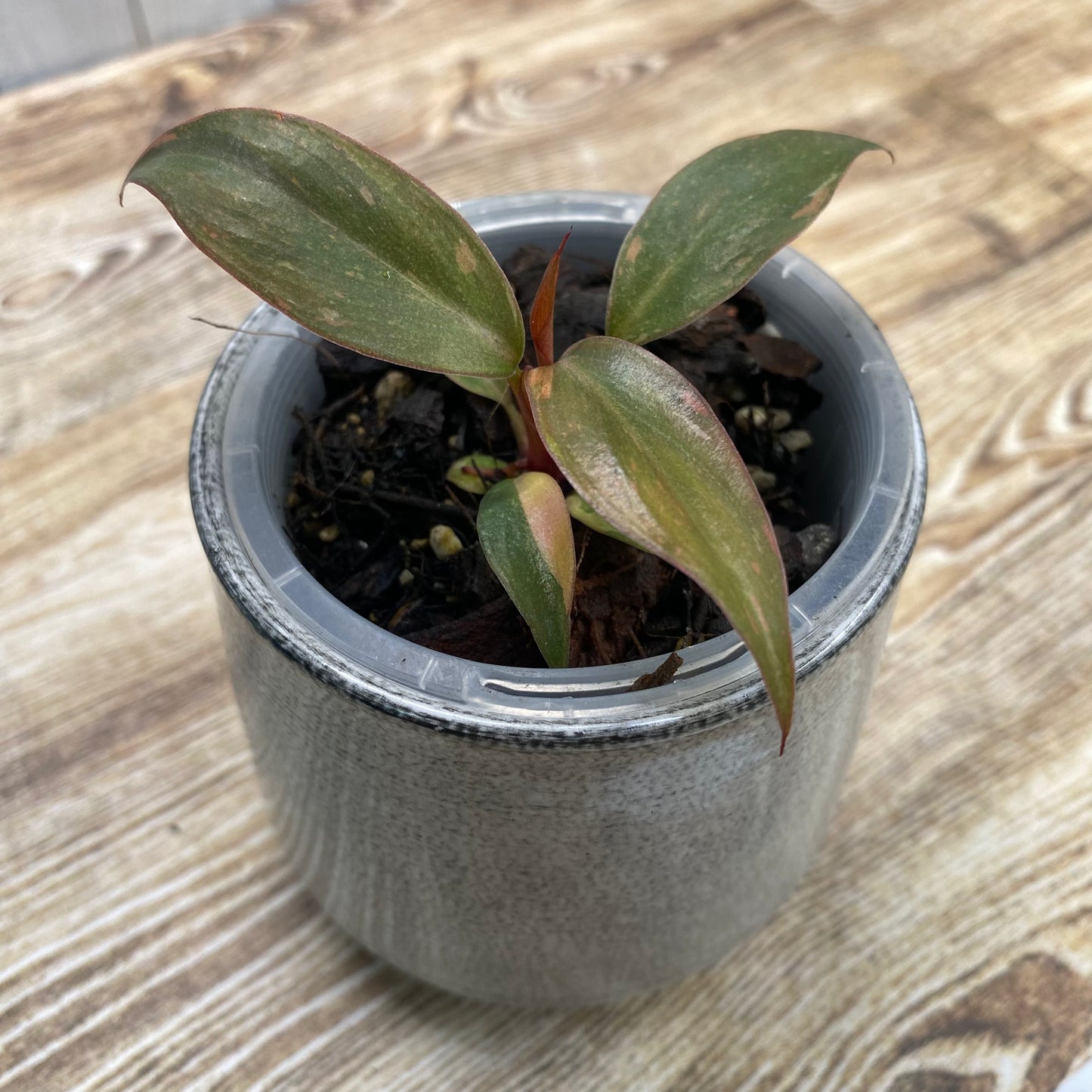 Philodendron Orange Princess