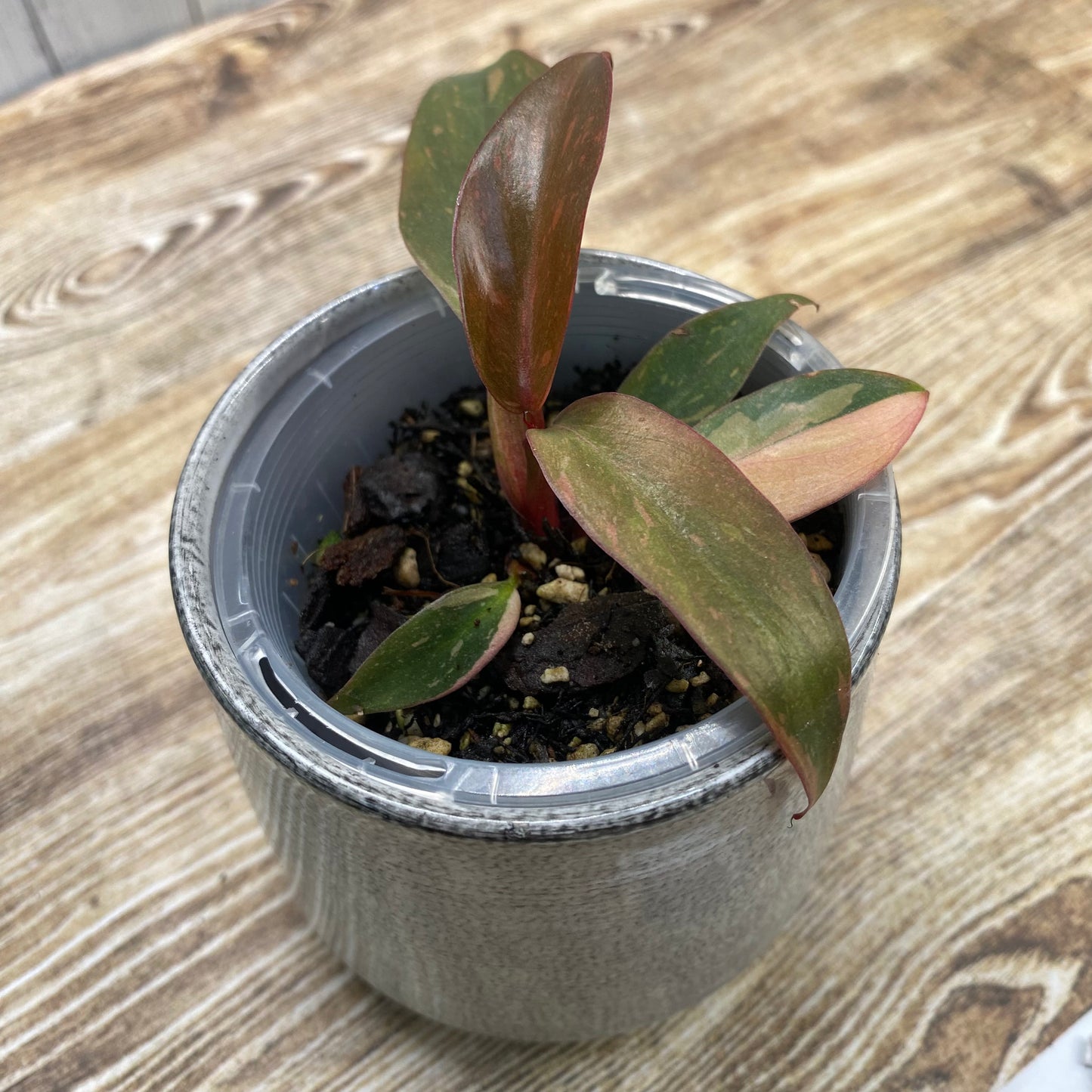 Philodendron Orange Princess