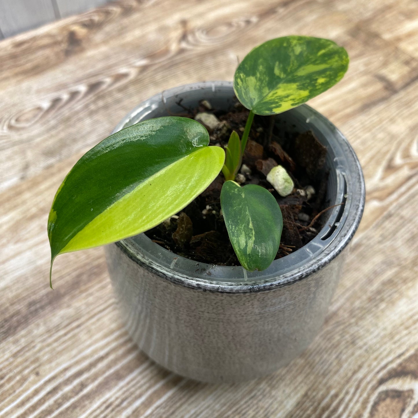 Philodendron Florida Beauty