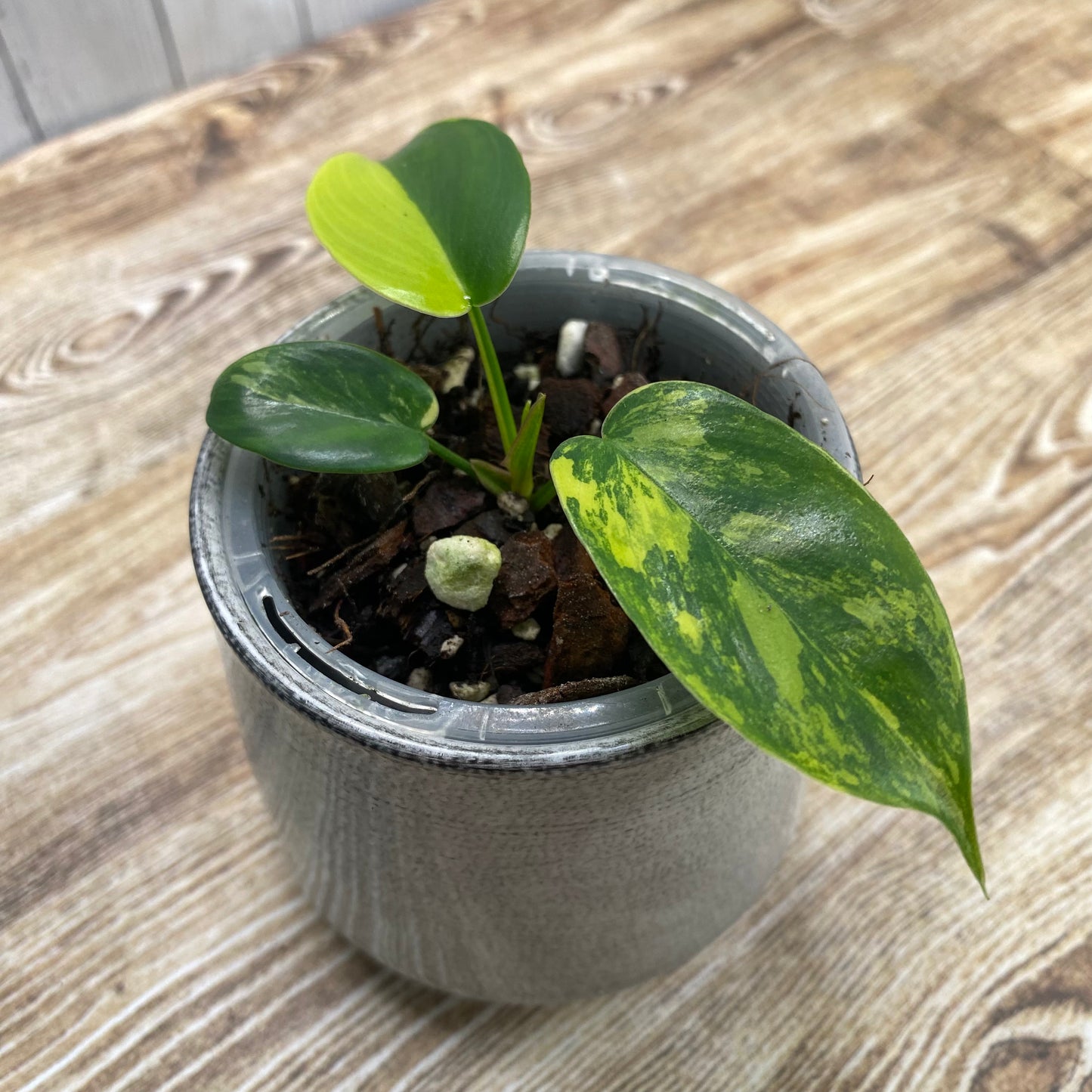 Philodendron Florida Beauty