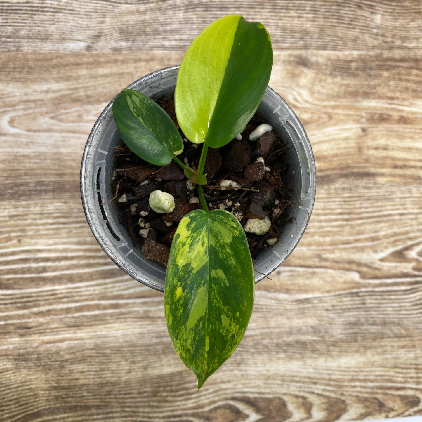 Philodendron Florida Beauty