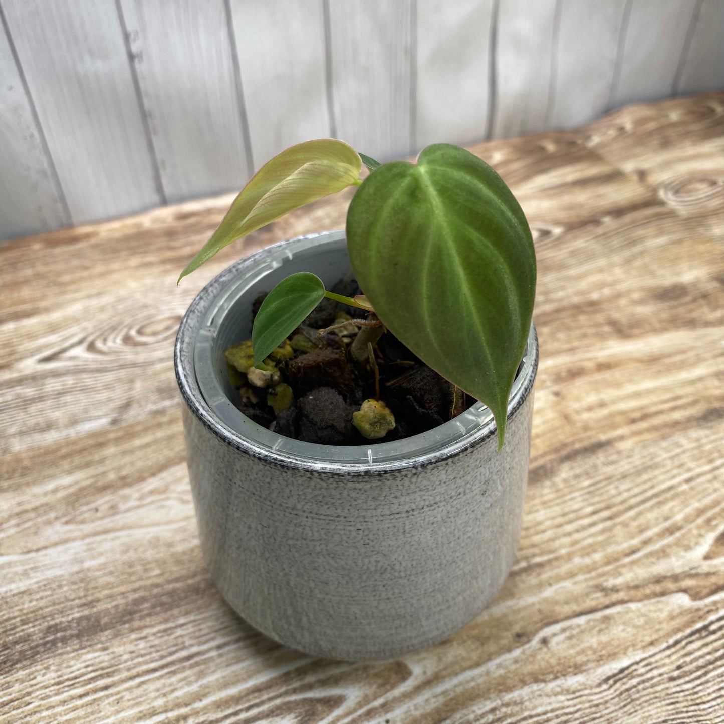 Philodendron El Choco Red