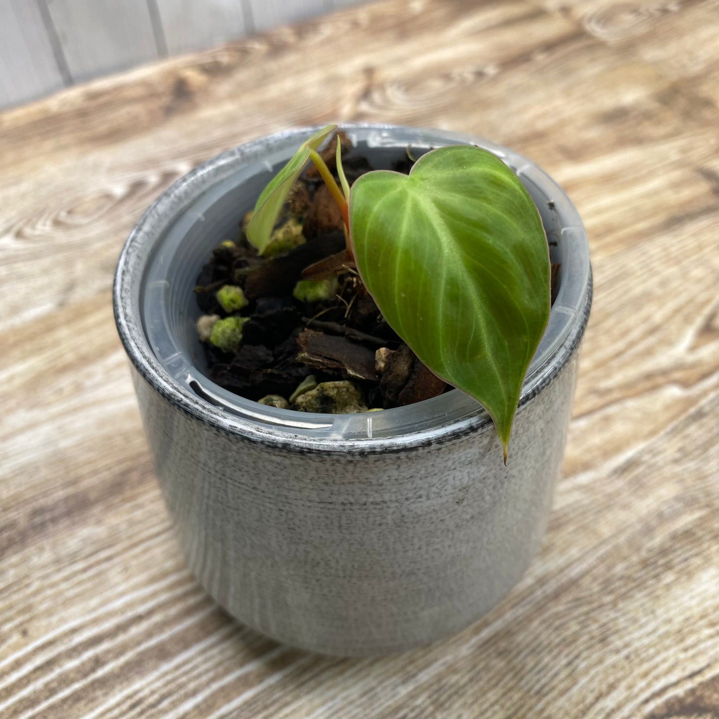 Philodendron El Choco Red