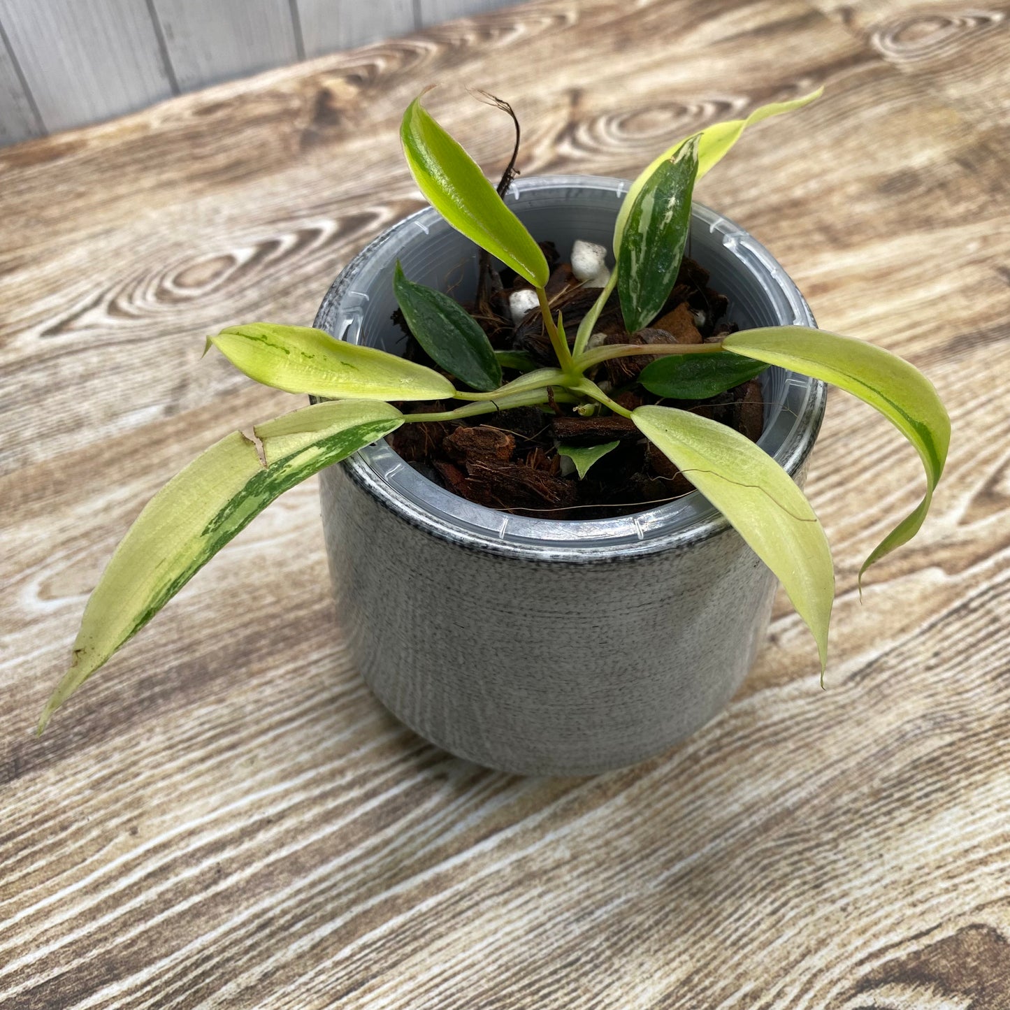 Philodendron Joepii Variegated  - Private Collection Release