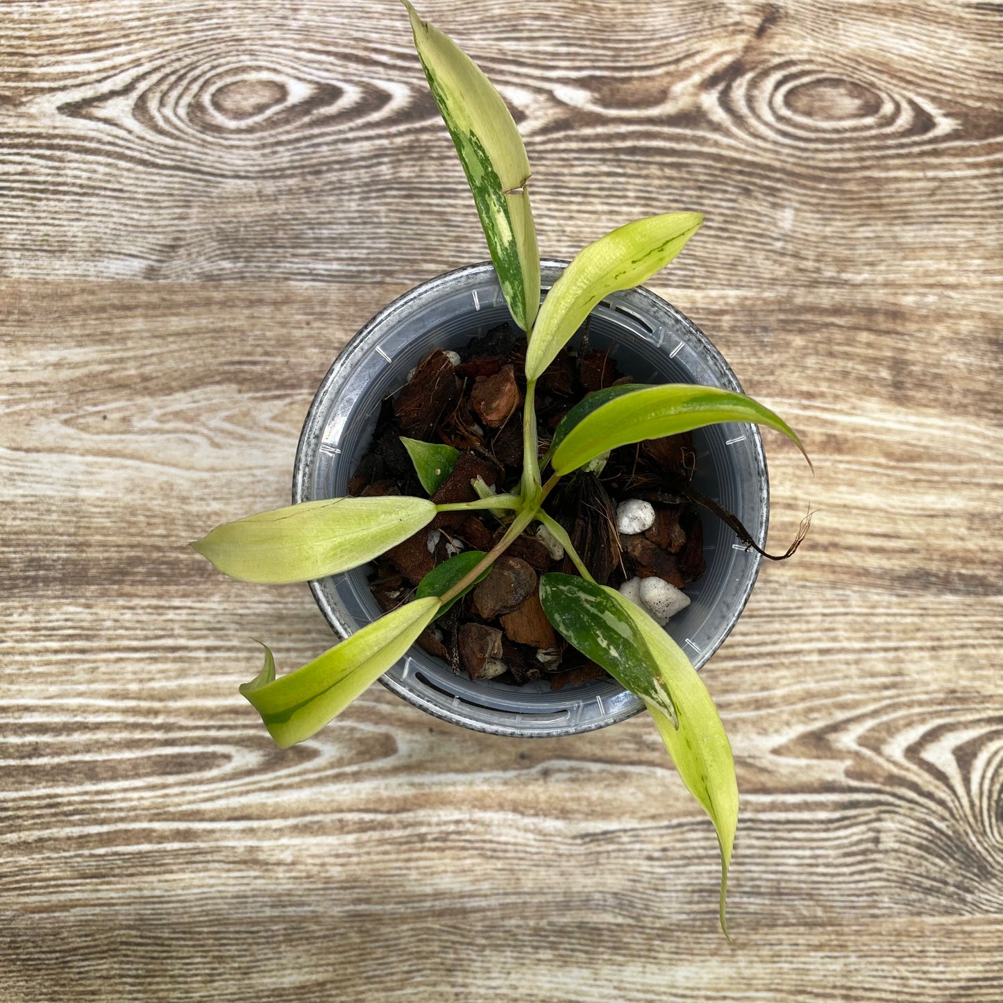 Philodendron Joepii Variegated  - Private Collection Release