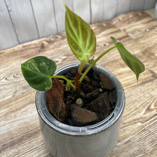 Philodendron Verrucosum Variegated